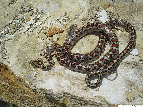 European ratsnake